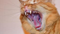 Fakt si nemyslím, že holky vyhrajou.