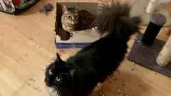 Já bych taky chtěl do krabice a fakt bych jí netrhal jako ta můra puntíkatá. Koukej jak to vyhryzala!!!