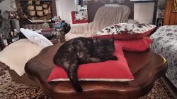 Tohle nemá obdoby: stojí za povšimnutí množství těch polštářů. Divím se, že nejsou i na zemi, kdyby se ve spánku přetočila a spadla.-))