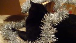 Kr�sn� v�no�n� sv�tky, klid, pohodu a do nov�ho roku hodn� �t�st� a zdrav�  v�em p�eje za Starom�stskou sme�ku Macek.