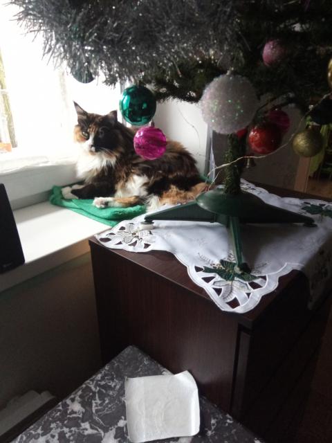 Kr�sn� V�noce a spokojen� rok 2026 p�eje Ariana🥂🤩🥰