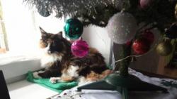 Kr�sn� V�noce a spokojen� rok 2026 p�eje Ariana🥂🤩🥰