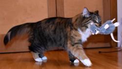 My��k je jen m�j :-)