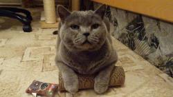 Dostali jsme hra�ky se �antou, pani�ka nasypala tro�ku �anty i do �krabadla. Jsem  spokojen.