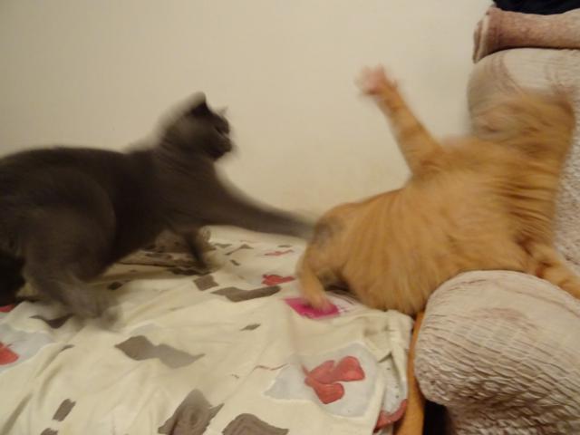 Hned potom, co jsme se nadrogovali �antou, tak jsme se s Ad�mkem pustili do sebe. Teda abych byl up��mn�, tak jsem na Ad�mka vlet�l a trochu ho profackoval. �anta zrychlila na�e reakce natolik, �e jsme tro�ku rozmazan�. :-)))