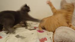 Hned potom, co jsme se nadrogovali �antou, tak jsme se s Ad�mkem pustili do sebe. Teda abych byl up��mn�, tak jsem na Ad�mka vlet�l a trochu ho profackoval. �anta zrychlila na�e reakce natolik, �e jsme tro�ku rozmazan�. :-)))