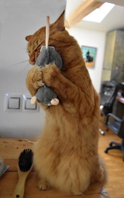 My���ku m�j milovanej, jsi jen m�j.