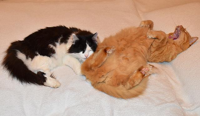 Kry�p�no, p�esta� m� u� lechtat!