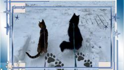 ��astn� nov� rok 2026 p�eje Jolie, Mac�k a obsluhy :-) Vykro�te tou spr�vnou tlapkou :-)