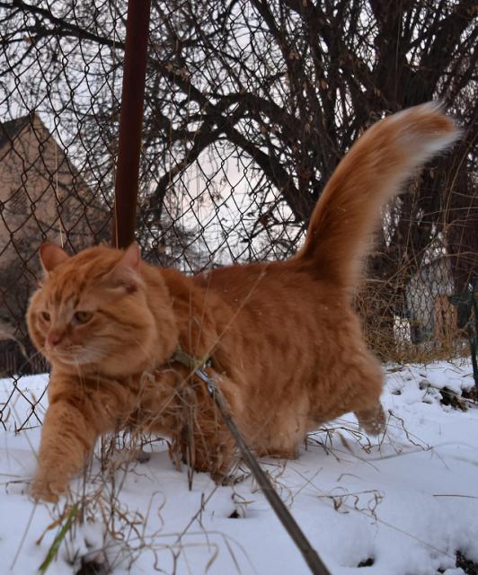 U n�s v noci zase tro�ku sn�hu p�ipadlo, tak jsem se �el proj�t.