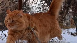 U nás v noci zase trošku sněhu připadlo, tak jsem se šel projít.