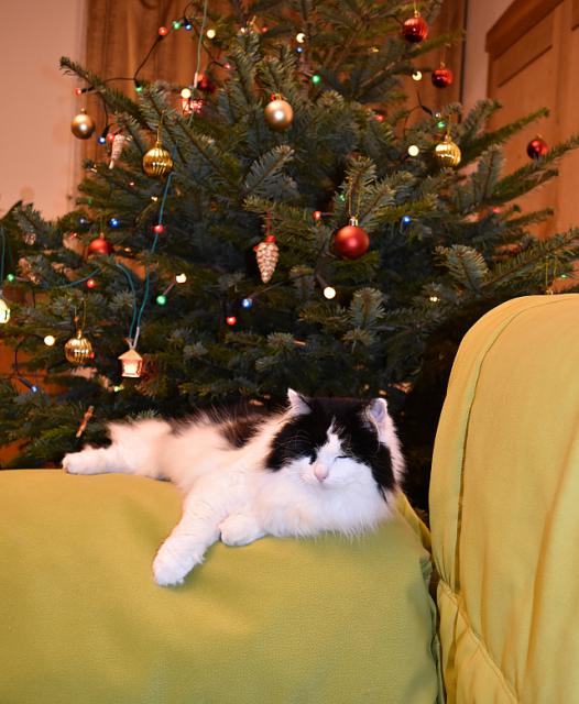 J� m�m moc d�le�itou pr�ci doma. Mus�m zdobit kanape, tak nem��u courat venku. Takhle dneska zdob�m cel� den.