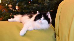 Já mám moc důležitou práci doma. Musím zdobit kanape, tak nemůžu courat venku. Takhle dneska zdobím celý den.