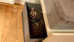 My m�me m�lo pel�k�, tak mus�m sp�t v krabici :-))))))))))))