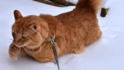 Gisellko, m� p�ece ko�ich jako j�, tak to t� n�jak� sn�en� nem��e rozhodit. Je ale fakt, �e moje holky b�haj jen ve vy�lapanejch nebo vodhrabanejch cesti�k�ch. Holky to maj asi jinak.