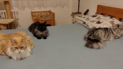 Ty jako chceš jít do postele? Do jaký? 😸