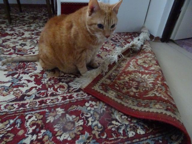 Co s t�m kobercem ud�l�m ?