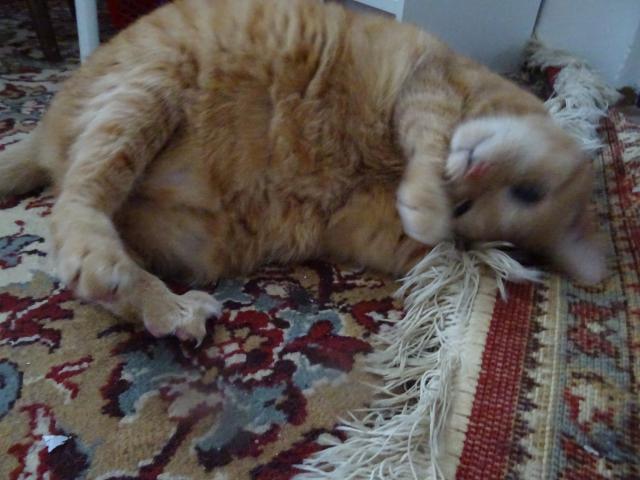 M�j milovan� kobere�ku....