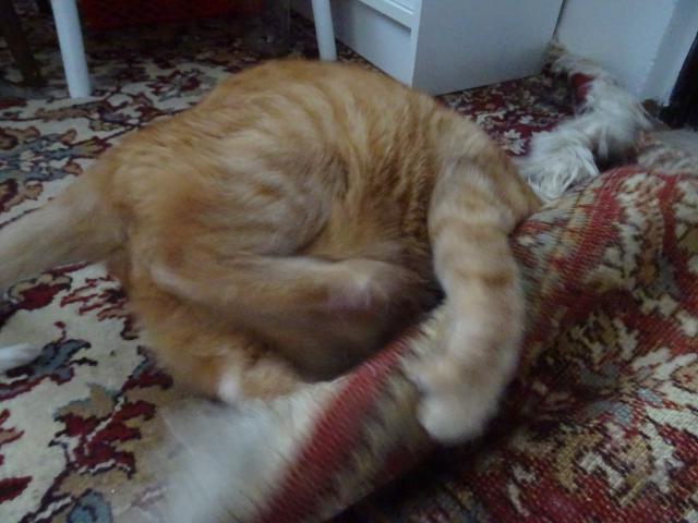 ...j� t� asi p�eperu.