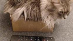 dv� lehce rozd�ln�ch Sir�n..