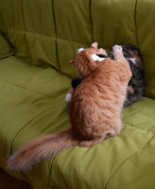 1/2 Jane, Renata ��kala, �e m� nem� zlobit. Jestli bude� pokra�ovat, tak prej nedostane� maso.