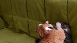 1/2 Jane, Renata ��kala, �e m� nem� zlobit. Jestli bude� pokra�ovat, tak prej nedostane� maso.