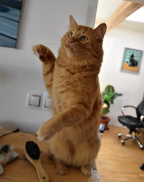 2/2 P��sah�m na mou du�i, na ps� u�i, na ko�i�� sv�dom�, �e j� jsem si neza�al. Bude maso?