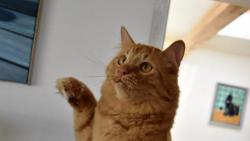 2/2 P��sah�m na mou du�i, na ps� u�i, na ko�i�� sv�dom�, �e j� jsem si neza�al. Bude maso?