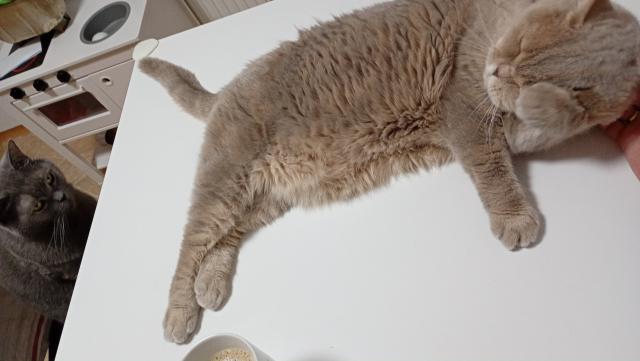 Ty modr� st�ha�ko! Dej si pohov a jdi chr�pat. Jinak ti vypr��m ko�ich.