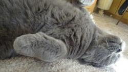 Prosil bych n�n� podrbat pod bradi�kou . A na b��ku m��e� taky.:.))))