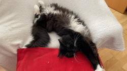 Spinkám 😸😸😸