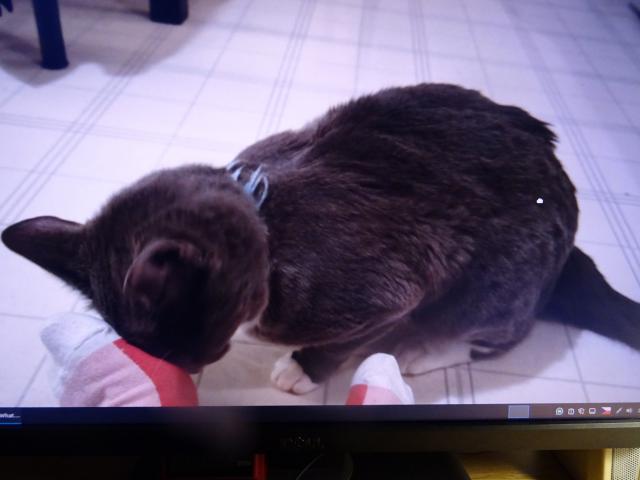 Nuggetek se r�d mazl�. Akor�t nech�pu, pro� si vybral zrovna p�n�kovy nohy. :-)))