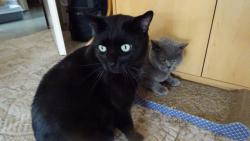 Chtěl jsem se poprat s Lojzou, ale panička mě přistihla, tak dělám jako že se jenom dívám ven.