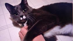 Nugget : Rád zápasím s páníkovou rukou. Vždycky ji přeperu.