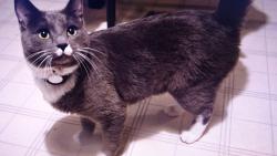 Nugget : Ale taky umím být hodný kocourek.