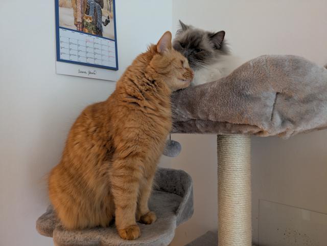 Cassinko, ol�zej mi pros�m ou�ko