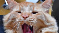 Hurá, už nebudou léky ani striktní dieta :-)