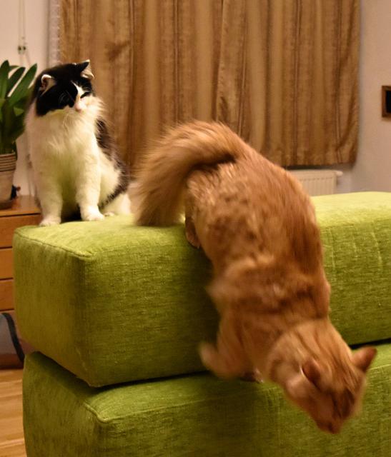 2/2 Prej ale moud�ej�� ustoup�, tak se pomalu a elegantn� p�esunu jinam...