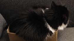 Sice nám trochu přetékají prdelky, ale i tak nechápu, proč DNŽ při žvýkání sýrového párečku, o který se zarytě odmítá podělit, významě upírá pohled na brokolici...🤨