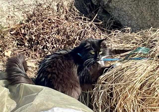 Byl tam �mel�k 🐝, ale ulet�l mi�