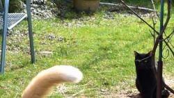 2/3 To je ten nevykastrovanej �ernej kocour od soused�, kterej  n�m p�e vzkazy a je�� pod okny. Renato, pust m� na n�j!