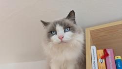 Kouk�m na pani�ku, jak um�v� okna