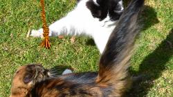 1/3 Koleda, koleda, Zuzi�ko, dej mi jedno vaj��ko.