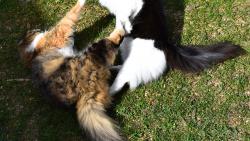 2/3 Jsem snad n�jak� slepi�ka, kter� ti snese vaj��ka?