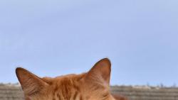 3/3 J� letos koledovat nebudu, p�� vid�m, �e Kry�p�na si vykoledovala jednu na budku.