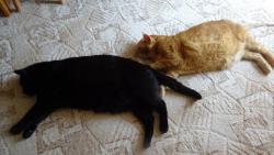 Teda Macku, nezapomn�l sis um�t zadek ?