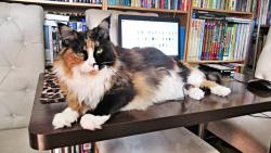 A pak, že bez práce nejsou koláče. Já bez práce dostanu pár dobrůtek a uvolním stůl.