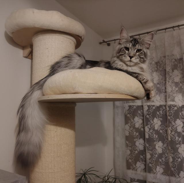 Pr� si hraju na dosp�l�ho mai��ka, ale jsem po��d je�t� nap�l kot�