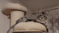 Prý si hraju na dospělého maiňáka, ale jsem pořád ještě napůl kotě