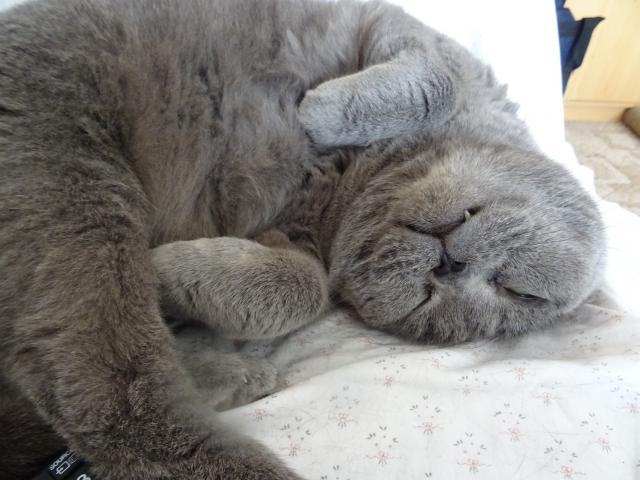 Odpo��v�m v k�esle, venku je n�dhern�, pt��i zp�vaj� a j� chr�pu, jenom se v�echno t�ese.